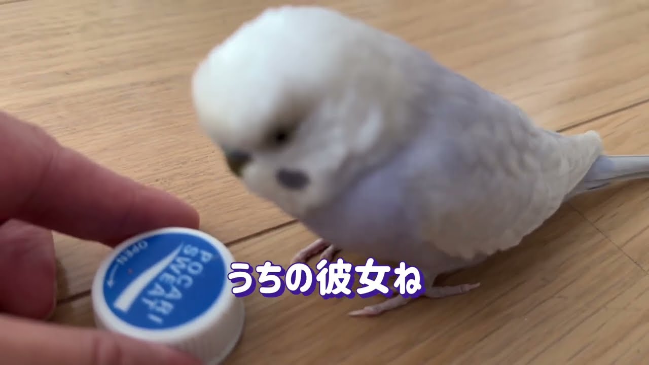 遊びたいいっちゃん対出かけたい飼い主【お喋りインコ】