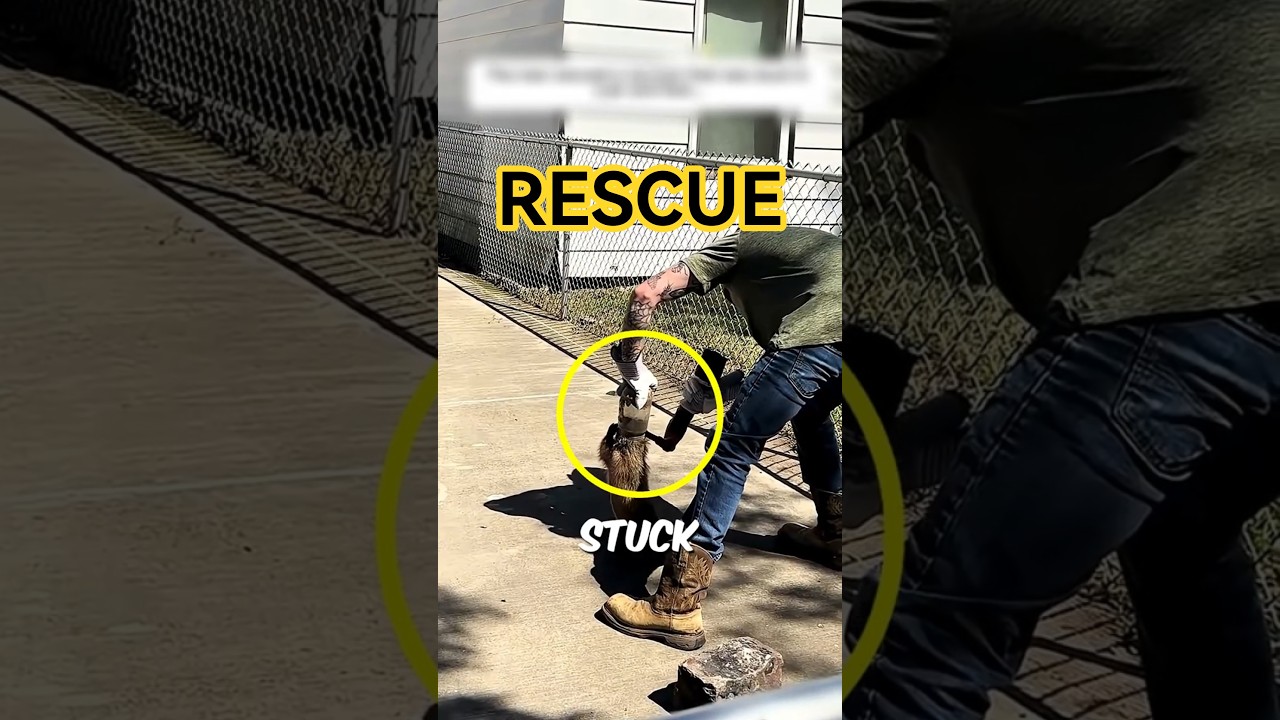 👉 &ldquo;Raccoon Saved, Shocking Twist ‼️😱 #raccoon #rescue&rdquo;