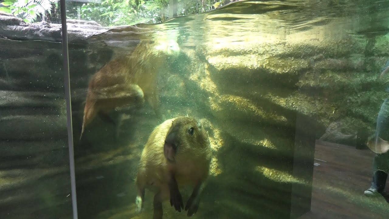 水中で遊ぶ カピバラ (カワスイ 川崎水族館) 2020年9月16日