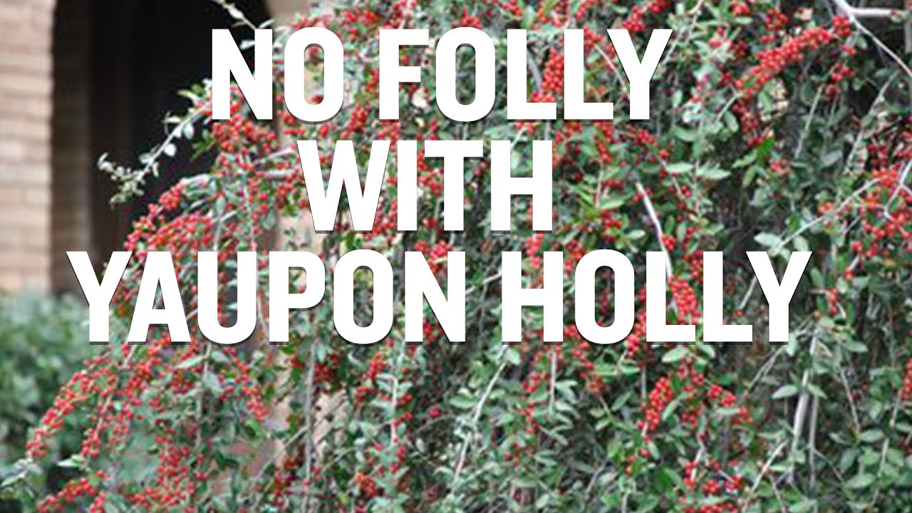 Interesting Facts About Yaupon Holly