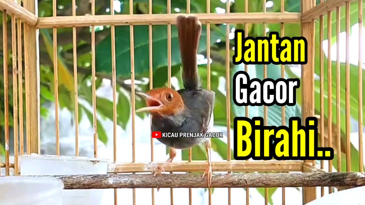PRENJAK GACOR Birahi, Cocok dan Ampuh untuk Mendongkrak Emosi Prenjak Anda.