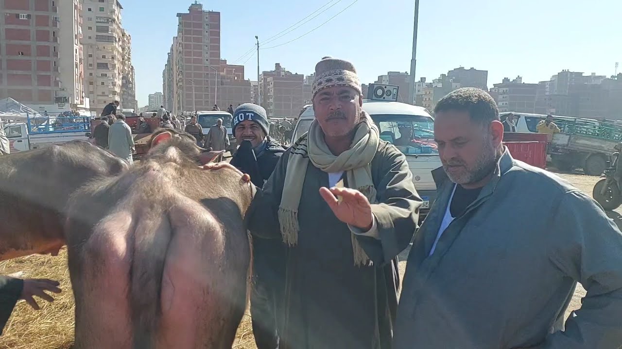 الآن مشتريات المربين (سوق كفر الشيخ)٢٠٢٤/٢/٢٩