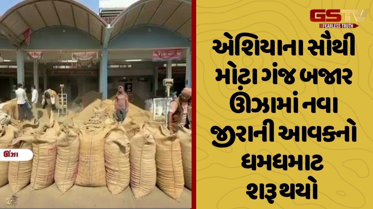 Mehsana | એશિયાના સૌથી મોટા ગંજ બજાર ઊંઝામાં નવા જીરાની આવકનો ધમધમાટ શરૂ થયો
