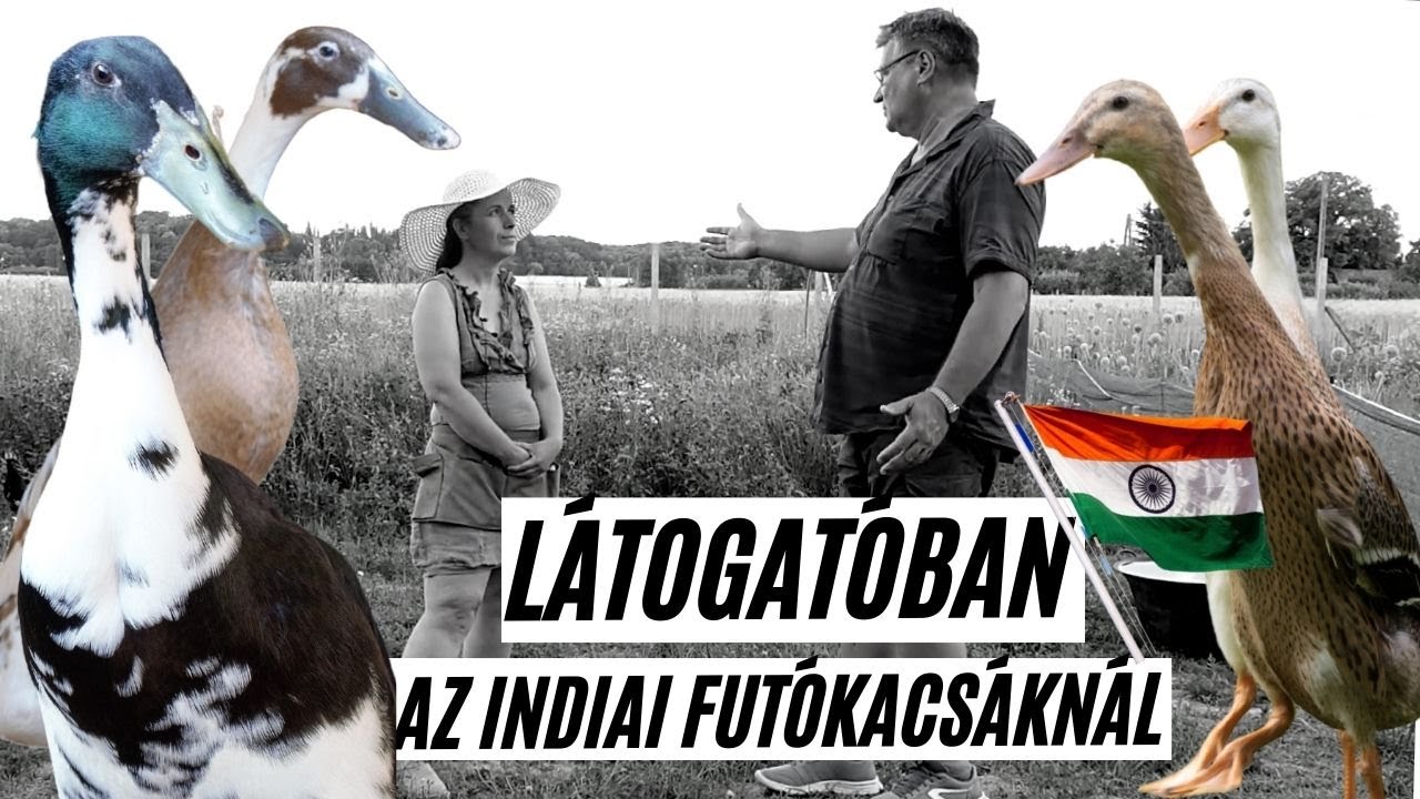 Indiai futókacsa a meztelencsigák ellen 🦆  -  Boglárkánál jártunk  -  interjú  I  Kreatív Farmer