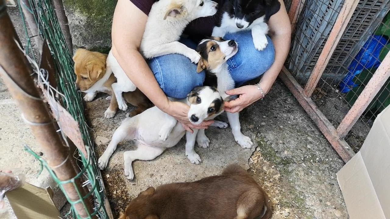 6 cuccioli nati randagi adesso al sicuro (tg medie contenute) Ginosa