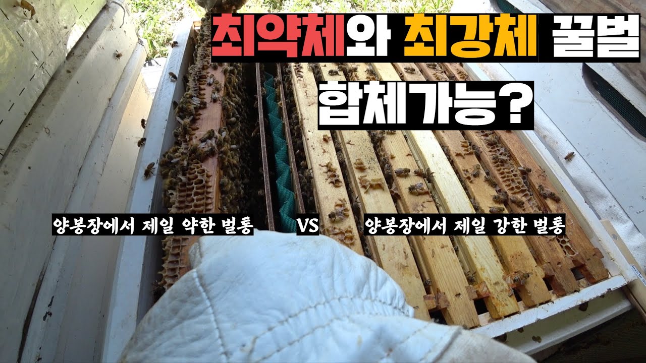여왕벌은 있지만 가장 약한 벌통과 여왕벌은 없지만 가장 강한 벌통 합체시켜보기