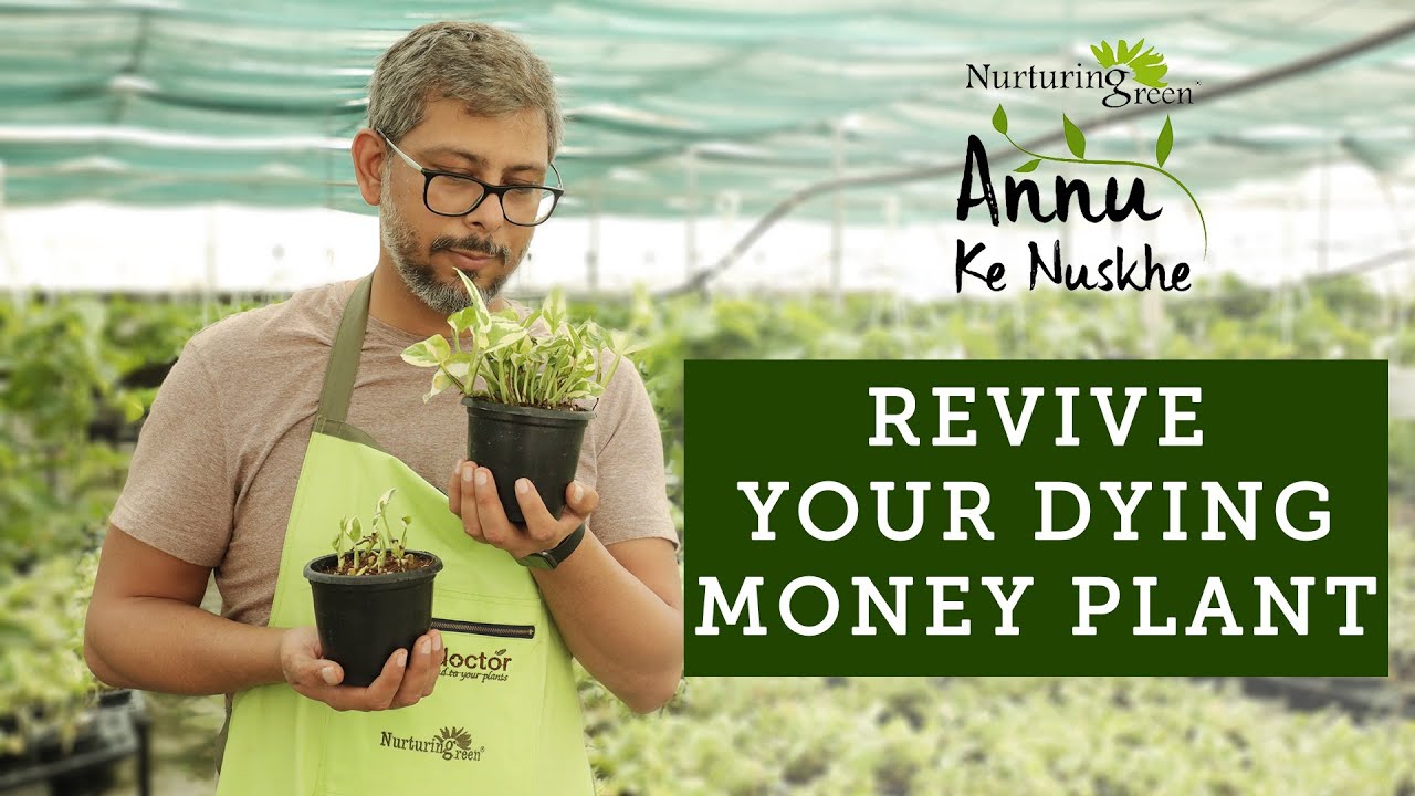 Revive Your Dying Money Plants With These Simple Tips
