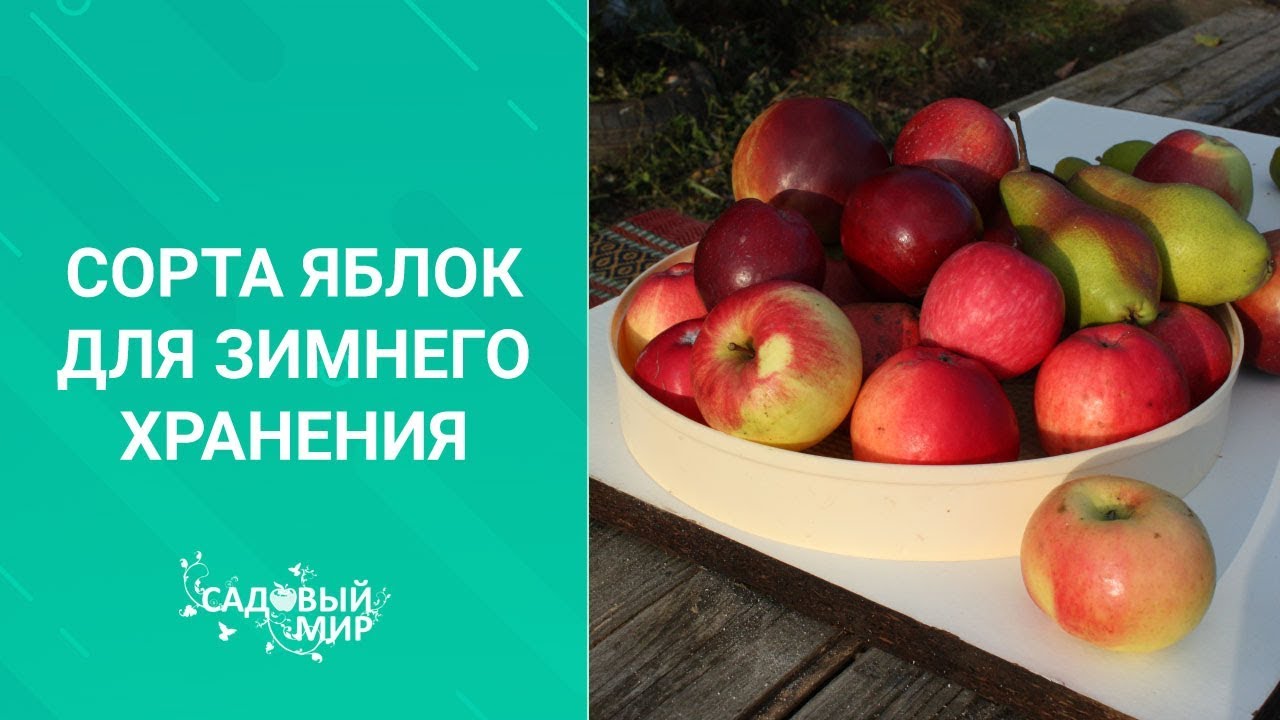 Сорта яблок для зимнего хранения
