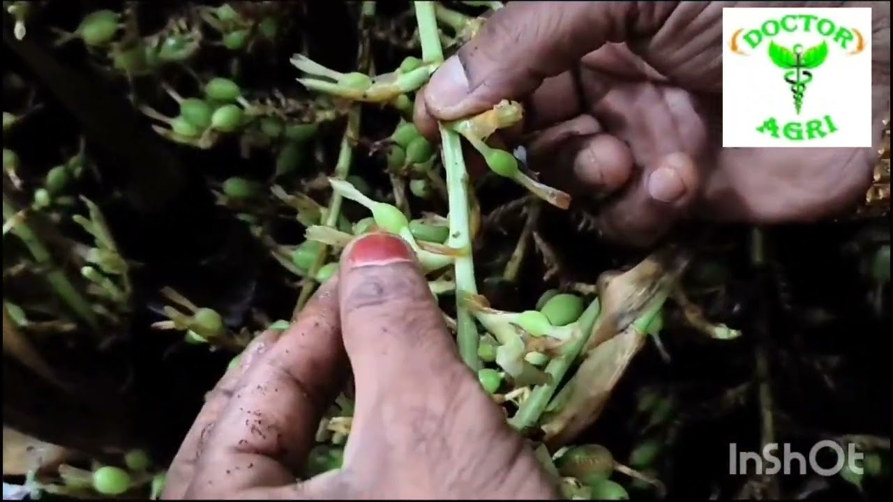 DOCTOR AGRI Menetode,Rafel,CMS Product Result Cardamom Plant #doctoragri#cardamom#novaagri#ஏலக்காய்