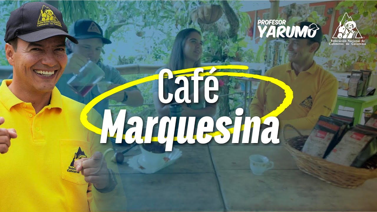 LAS AVENTURAS DEL PROFESOR YARUMO: CAFE MARQUESINA