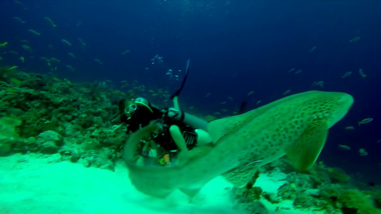 Excelsus plonge à Madagascar avec sa gopro3+/Les Radames/mai 2014