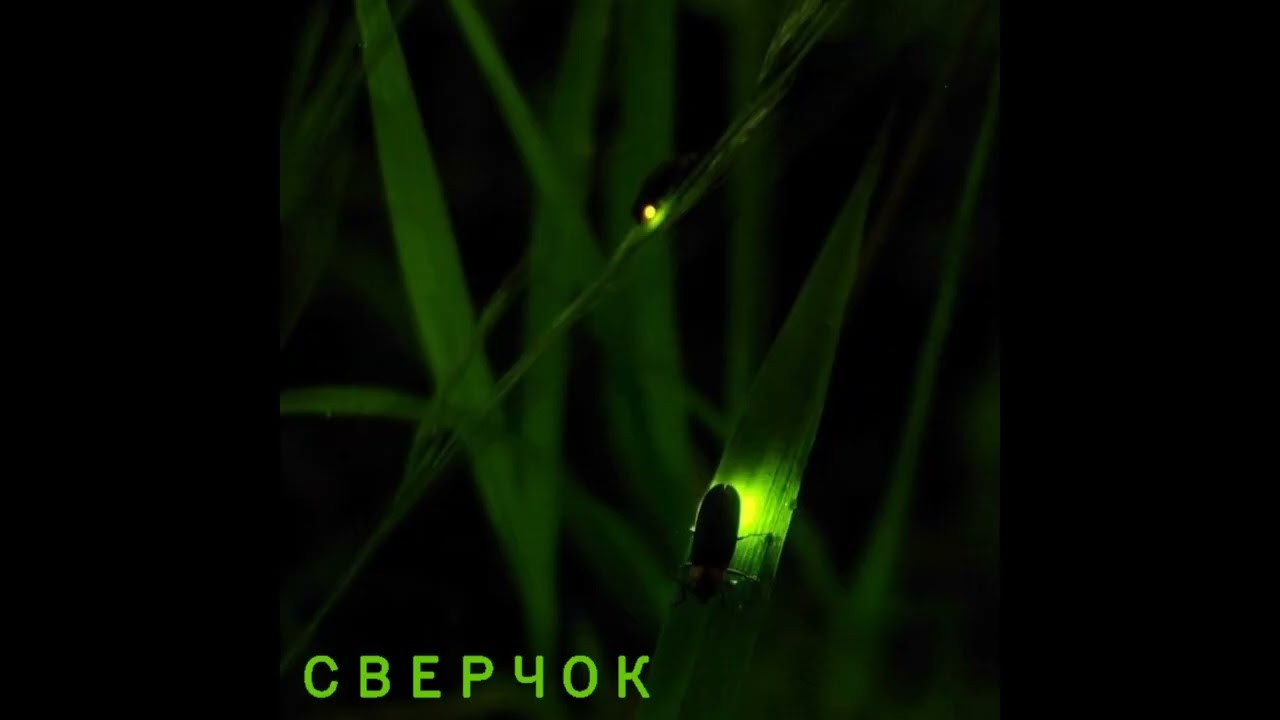 Сверчок