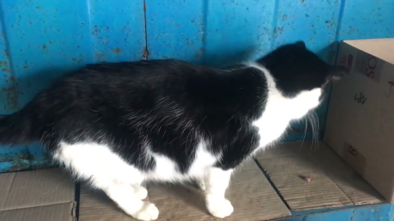 Street Cats Larisa and Vasya The Most Loyal Cats