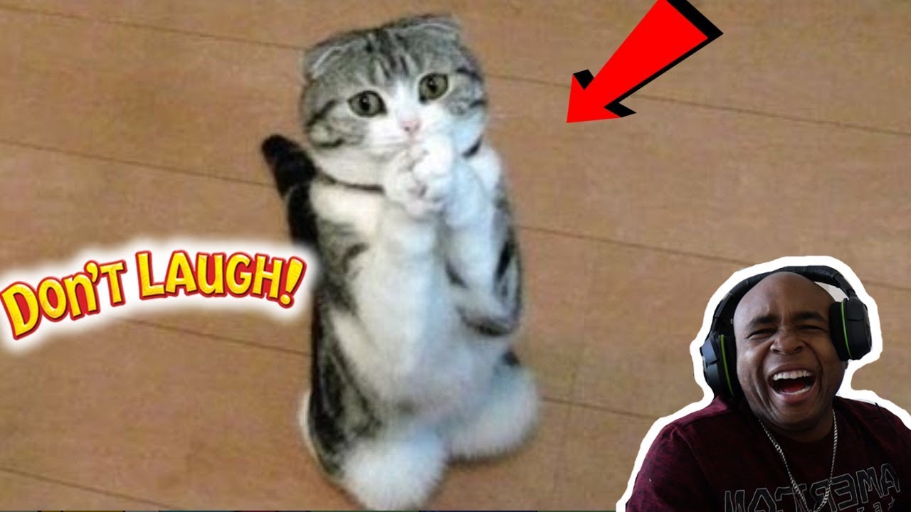 TRY NOT TO LAUGH CHALLENGE #49