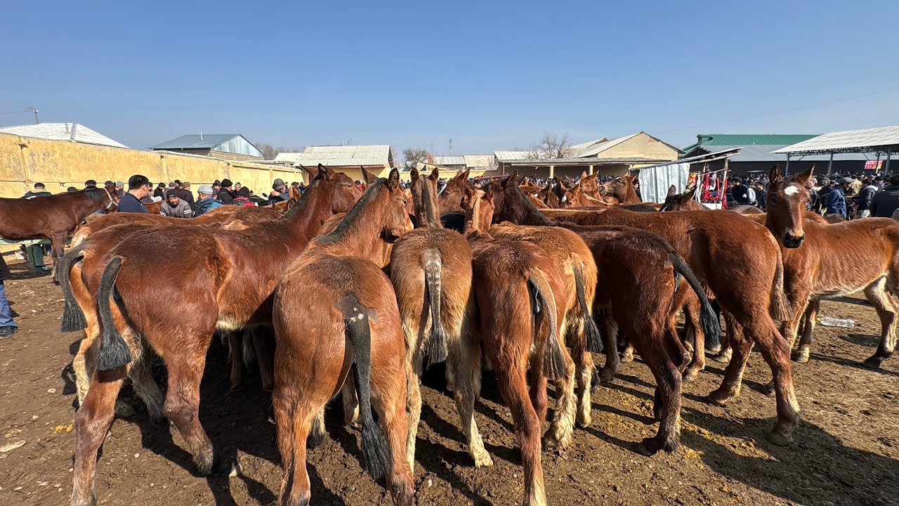 KATTAQO’RG’ON CHORVA BOZORIDA OT NARXLARI 8.03.2026