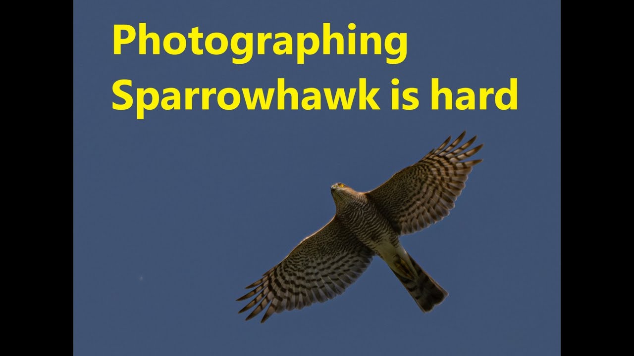 Nikon 800mm f6.3 pf and the Nikon Z9 versus 3 Months with wild Sparrowhawk