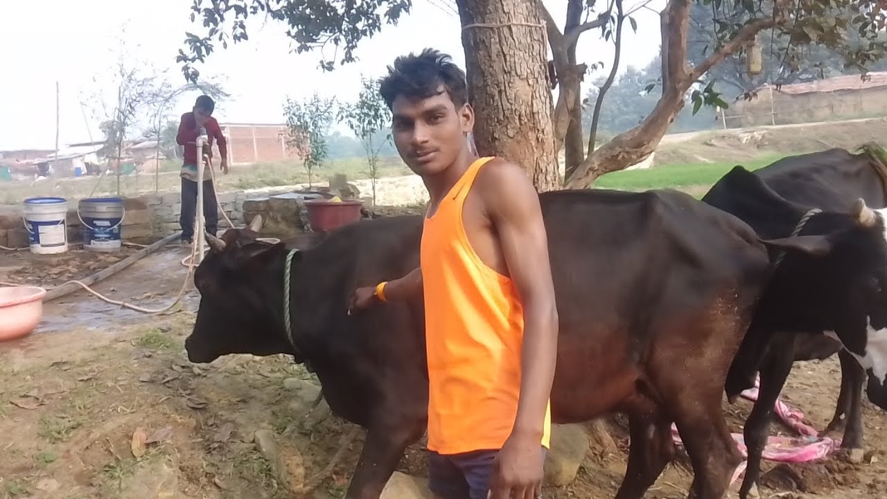 #श्याम डेरी फार्मिंग मात्र 16 साल के बच्चा सेल करता है जिसको भी लेना हैआ जाए