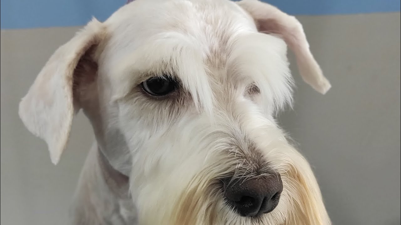 Como Tosa Cabeça Schnauzer. lâmina 10 #brasil #cachorro #autoestima #petz #schnauzer #banhoetosa.