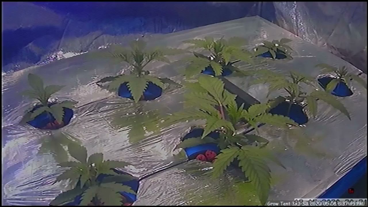 TIMELAPSE - Green Crack R1 full grow 5x5