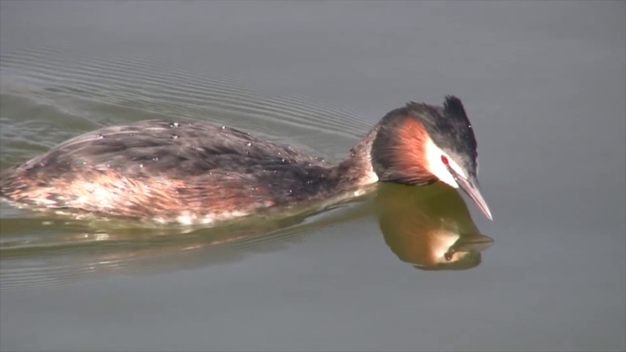 Vogels van de Makkumerwaard