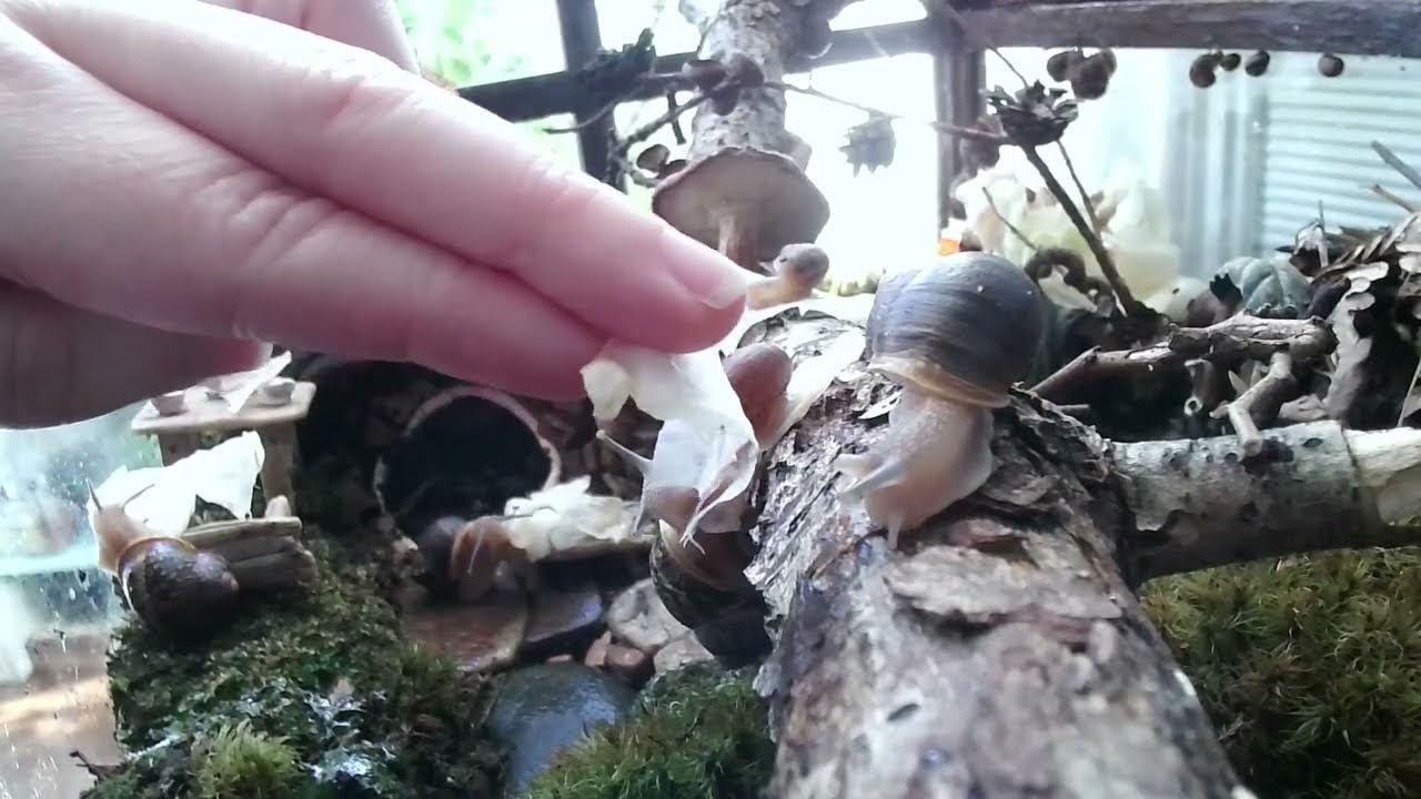 Live | Snail Home 🐌🌿 Cozy Terrarium • Slow Life