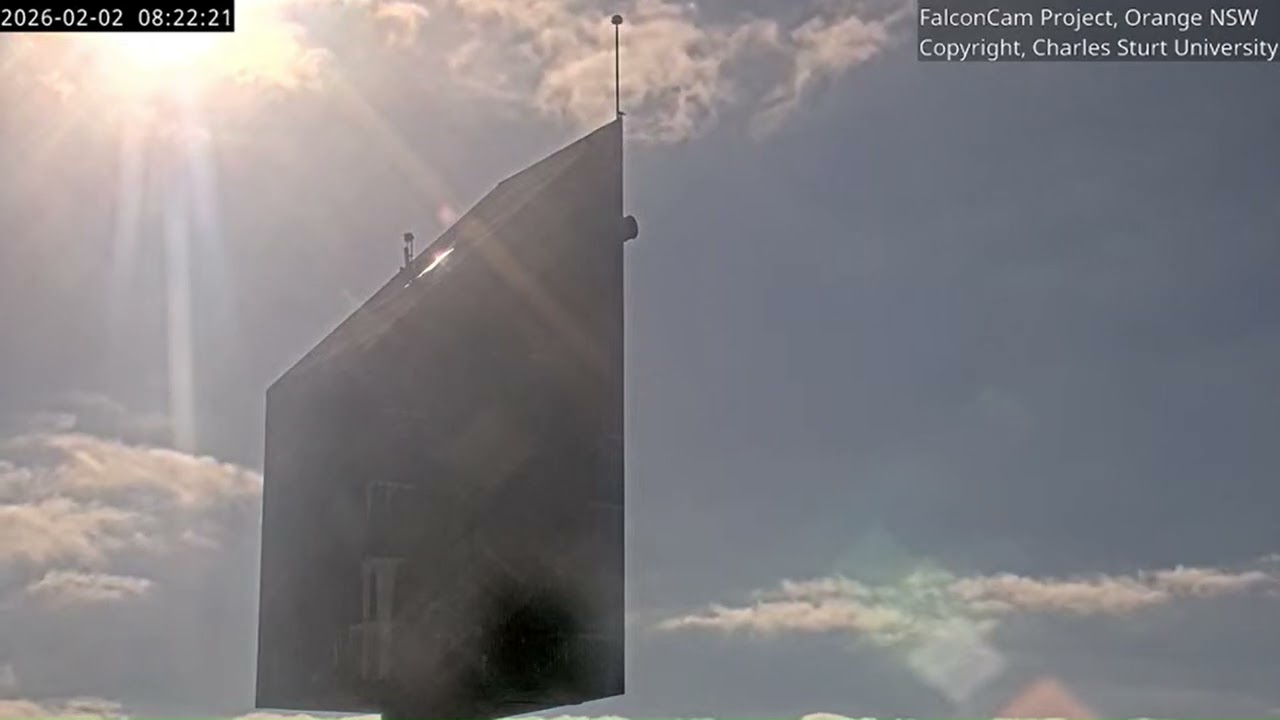 Fabulous and very loud Girri again on the roof!, FalconCam Project, Orange NSW, 2 February 2026