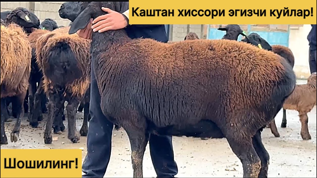 Каштан хиссори куйлар! 978539798☎️