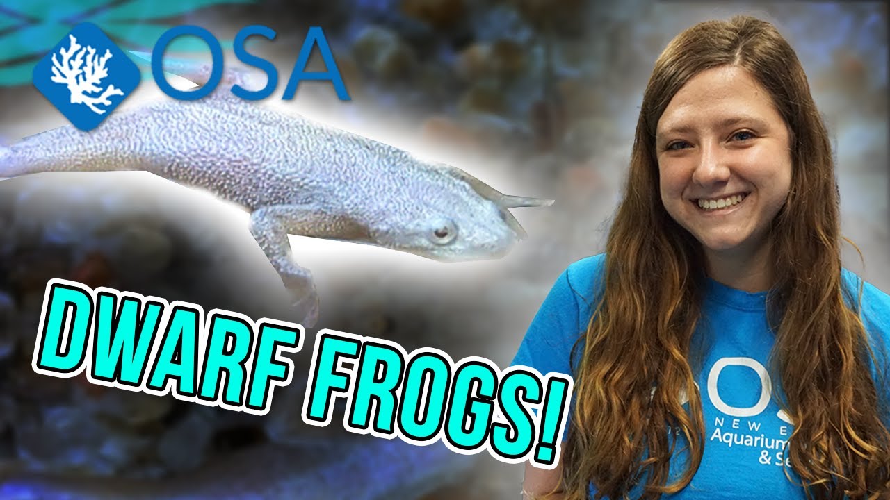 Adorable DWARF FROGS!
