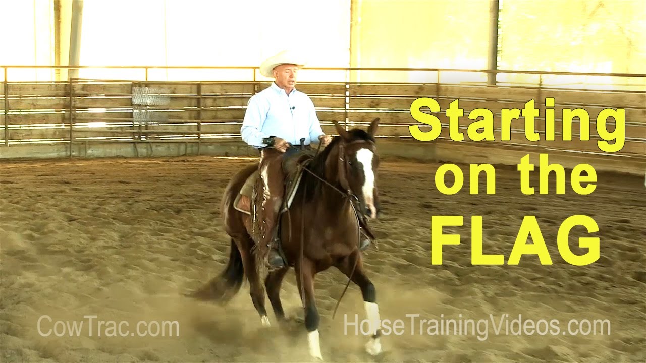 Starting A Horse On The Flag (mechanical cow) - Cutting Horse, Reined Cow Horse, Ranch Sorting