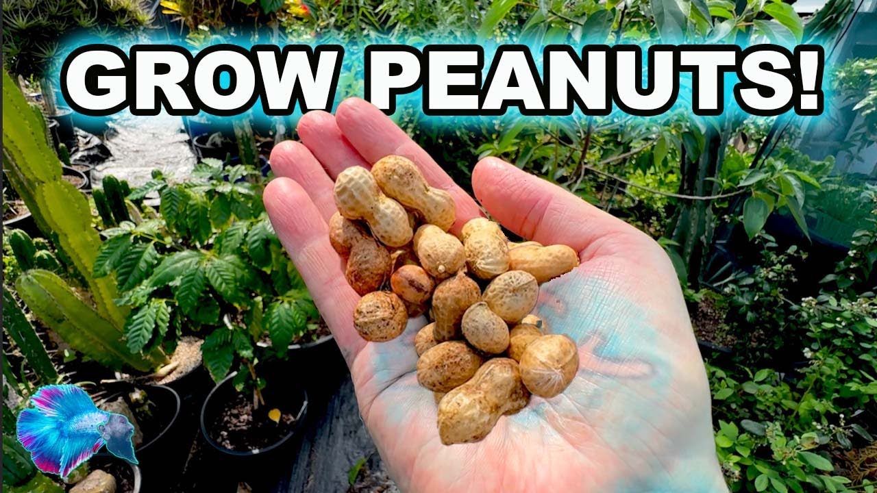 How to Grow Peanuts in Containers! Super Easy for Beginners!