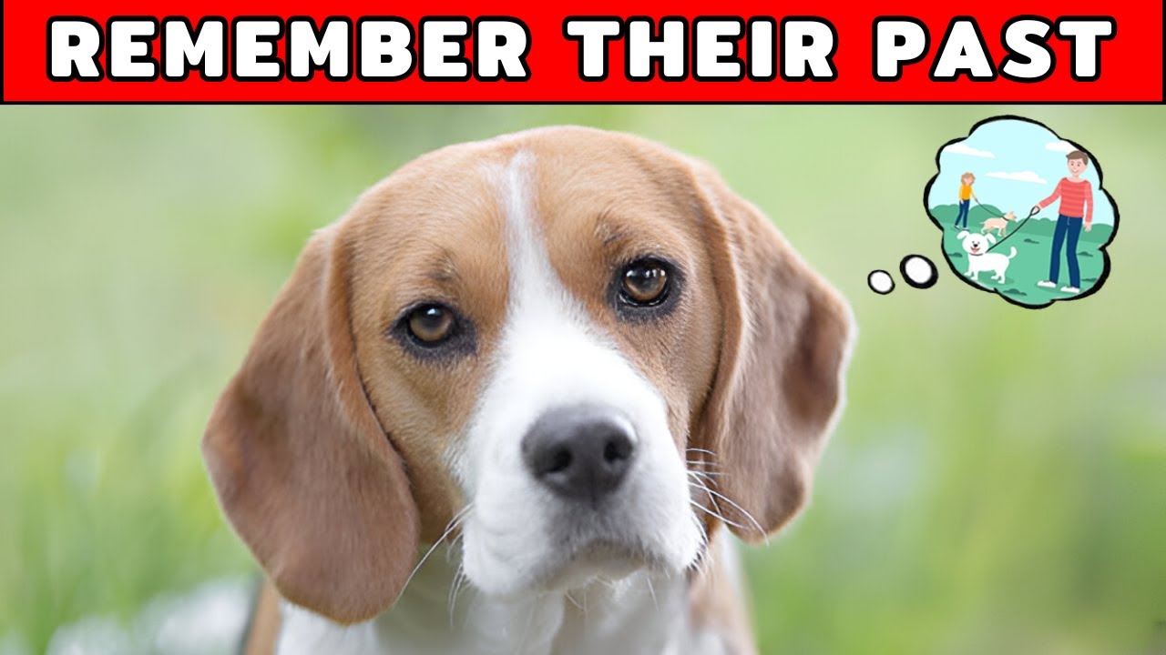 The Truth About Your Dog’s Memory - How Much Do They Really Remember?