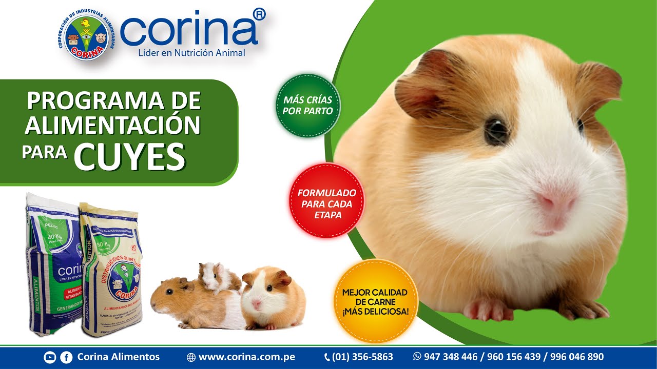 🎥🐹 PROGRAMA DE ALIMENTACI&Oacute;N EN CUYES 🐹 CORINA ALIMENTOS BALANCEADOS PARA ANIMALES