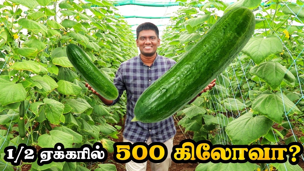 1\2 ஏக்கரில் 500 கிலோ வெள்ளரிக்காய்!  பசுமைகுடிலில் சாதிக்கும் விவசாயி | Polyhouse Cucumber