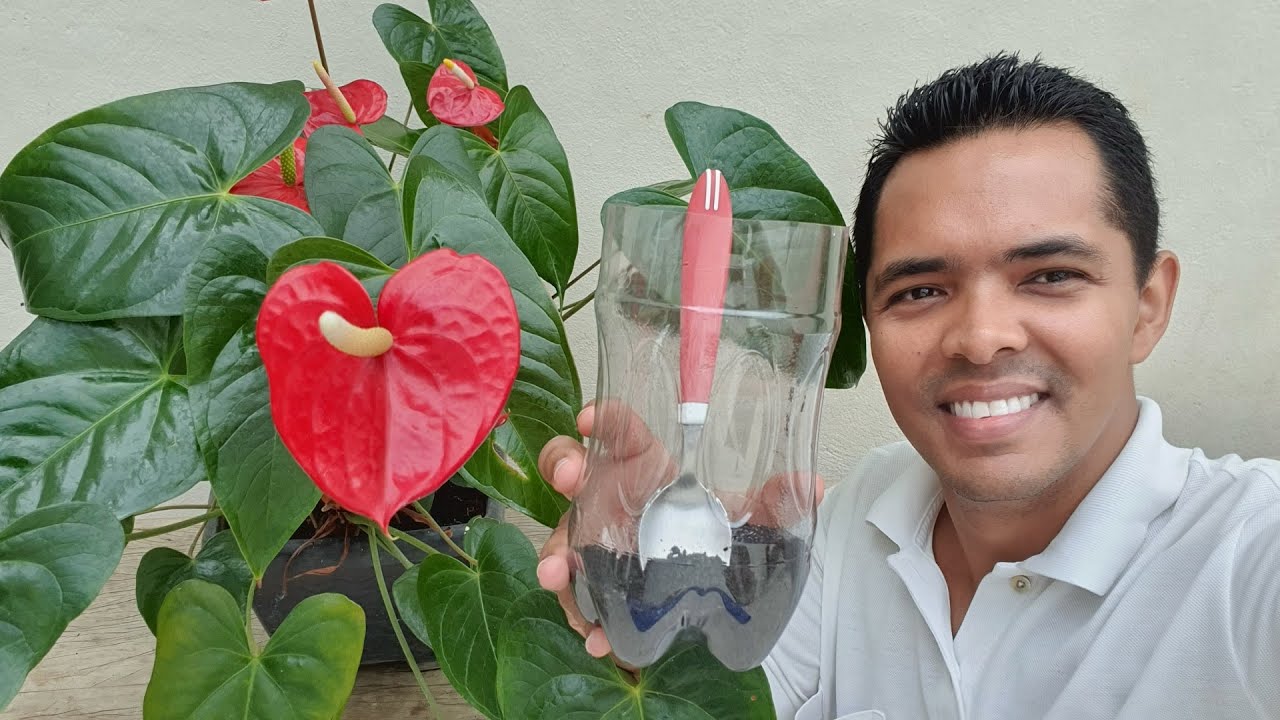 Antúrio melhor adubo caseiro que dá flor o ano inteiro