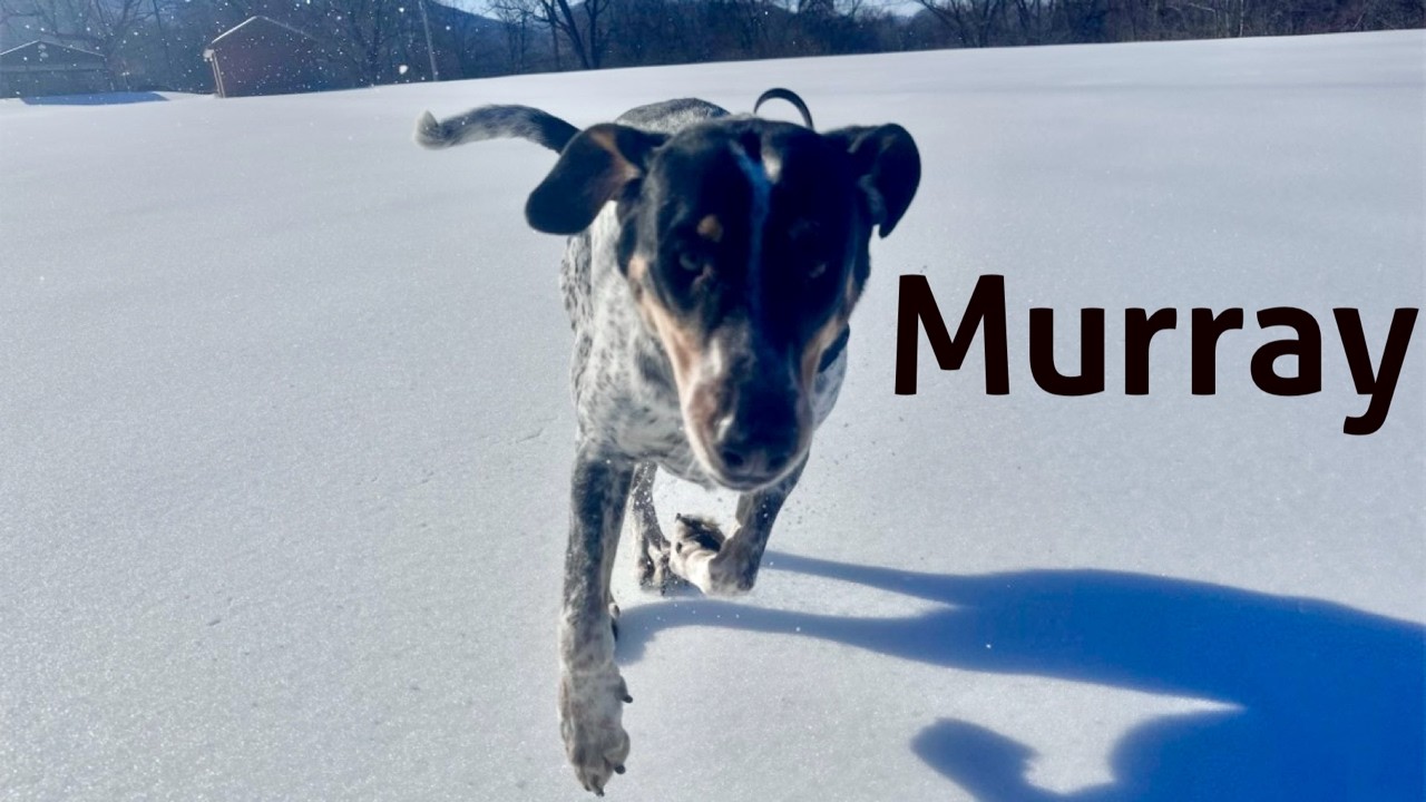 Blue Tick/Lab Mix Murray Gains Confidence While Overcoming Reactivity and Aggression Towards Cat