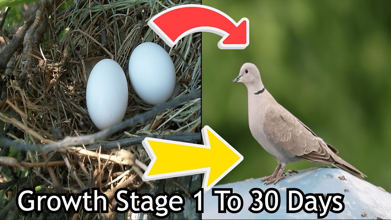 Dove Growth Stage || Day By Day || Full Video Watch By Beauty Birds #Growthstage
