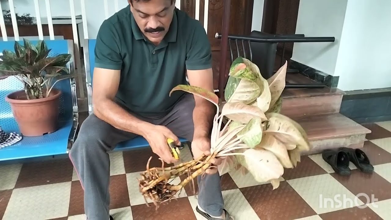 ഫുൾ പോട്ട് വേണോ ഇങ്ങനെ ചെയ്യു 🌿സെയിൽ 🌿9526409624🌿🌿