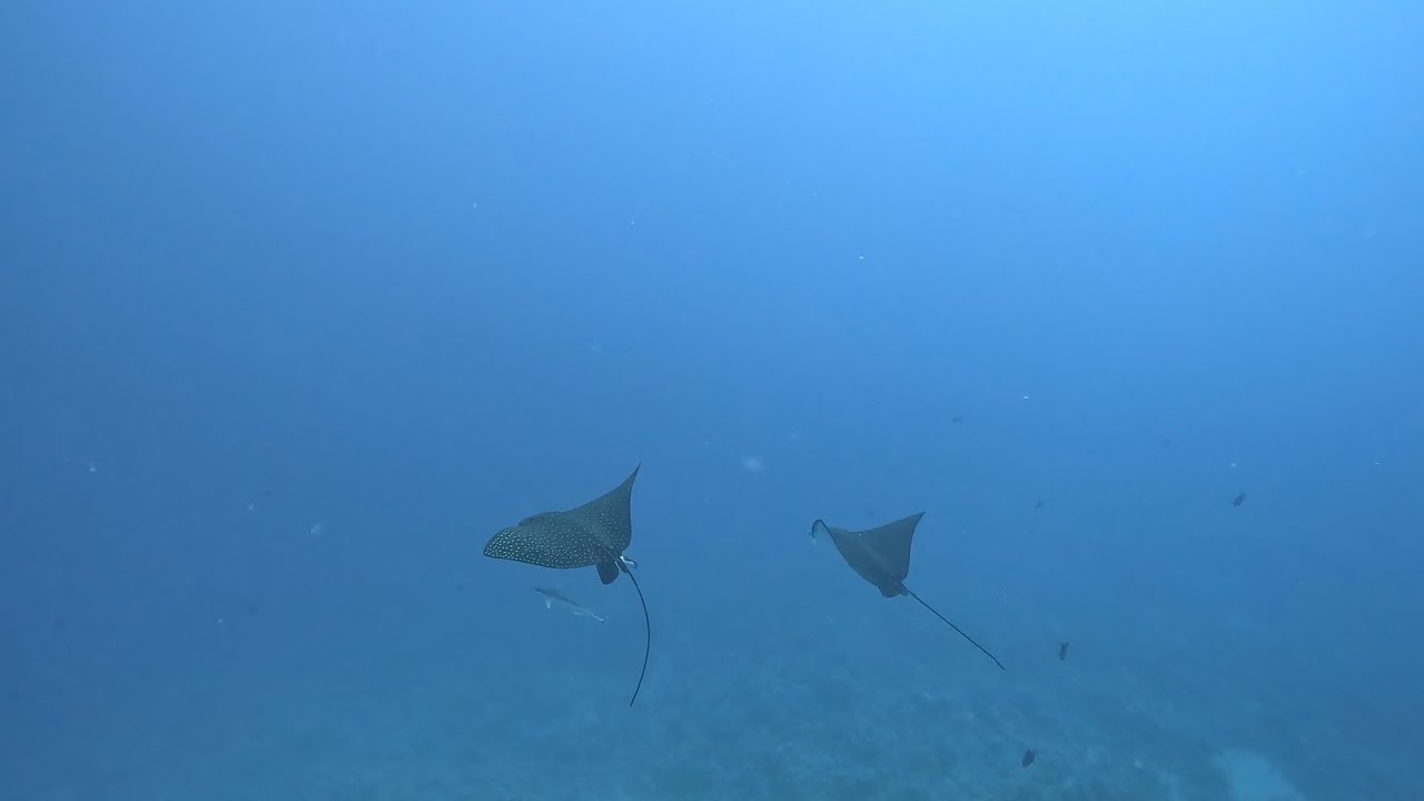 Sharm El Sheikh - Plongée baptême et raies aigle