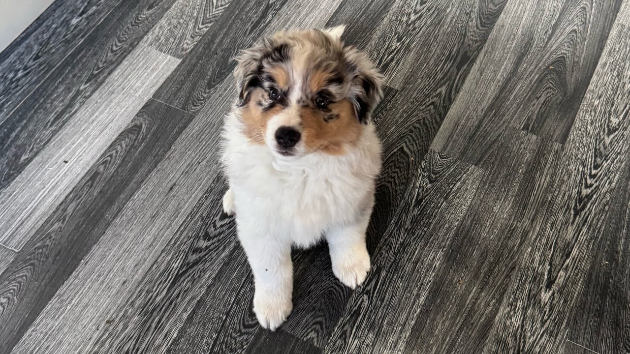 Hämta Sally 🐶 Min första egna hund || Australian Shepherd 🫶🏻❤️