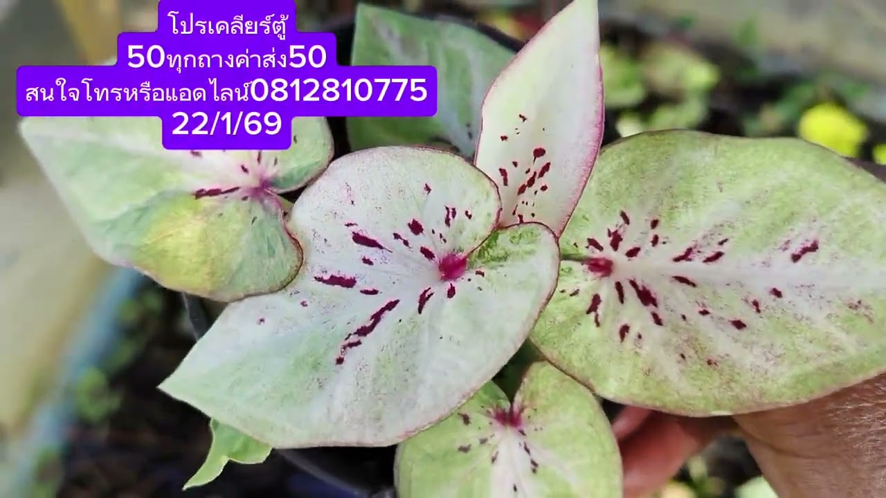 จัดโปรเคลียร์ตู้ 50 บาททุกกระถางค่าส่งเหมา 50 บาทปลายทางบวกเพิ่ม 20สนใจสนใจโทรหรือแอดไลน์0812810775