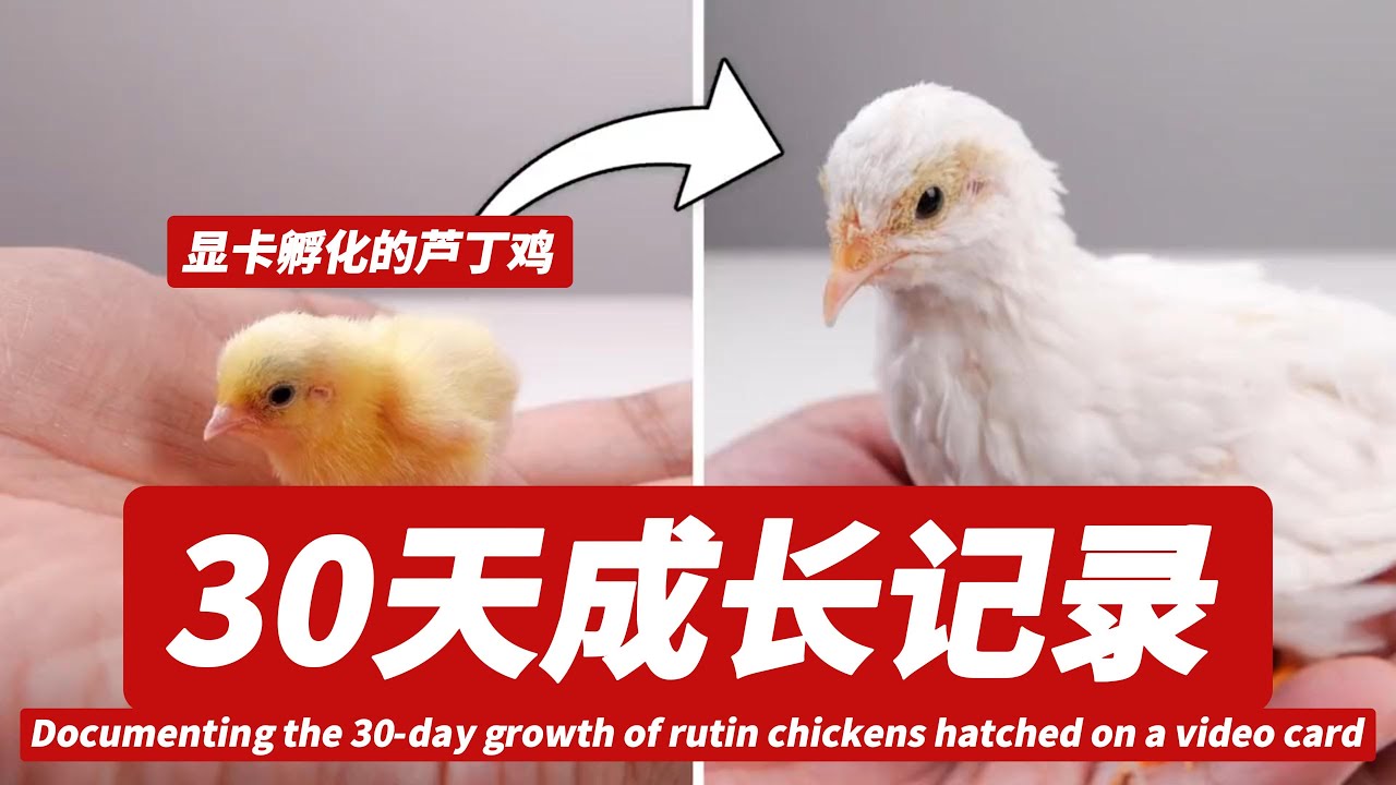 一起见证显卡孵化的#芦丁鸡 30天的成长吧！30-day growth of the graphics card-hatched #rutin chickens! #宠物鸡 #显卡