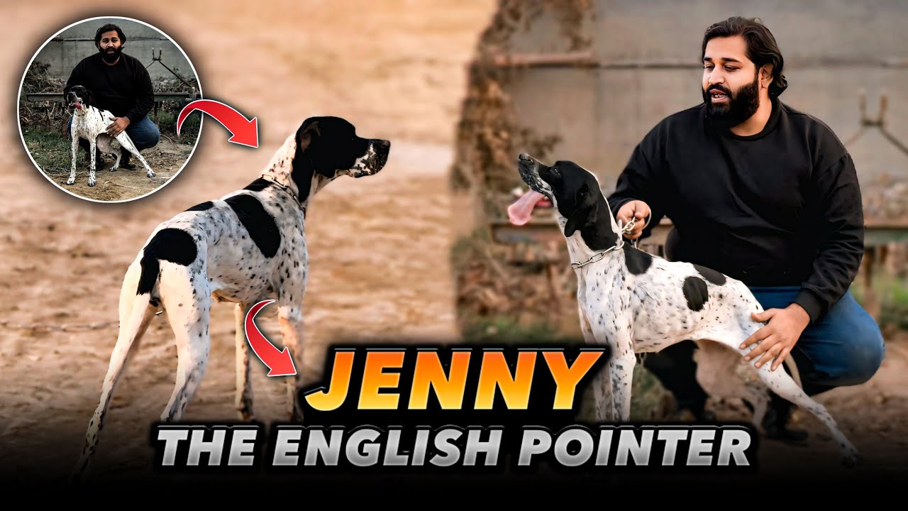 English Pointer| The Bird Dog