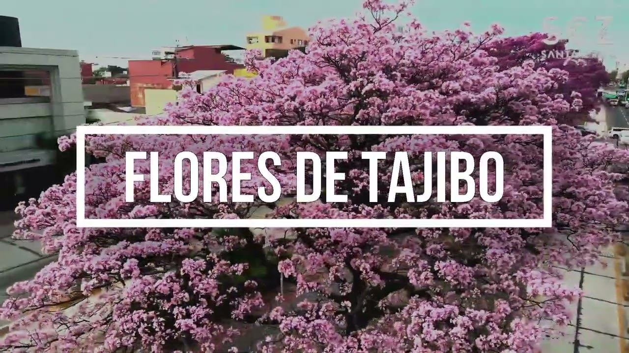 Las Flores de Cerezo, Ciruelo, Tajibo y Toborochi 🌺-[Los Amigos de la Embajada de Corea en Bolivia]