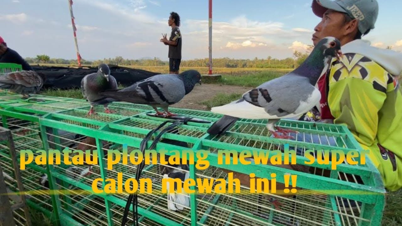 PANTAU PLONTANG DI MAGELANG COCOK BUNGKUS BURUNG MUDA 