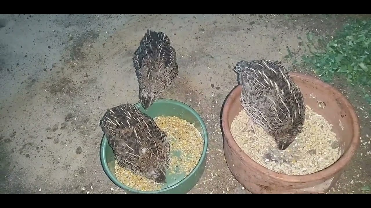 زيادة انتاج البيض عند السمان