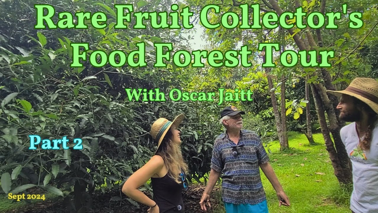 Rare Fruit Collector's Food Forest Tour|Pt 2. Sacha Mango, Achacha, Pulasan, Wi Apple, Cupuacu+ more