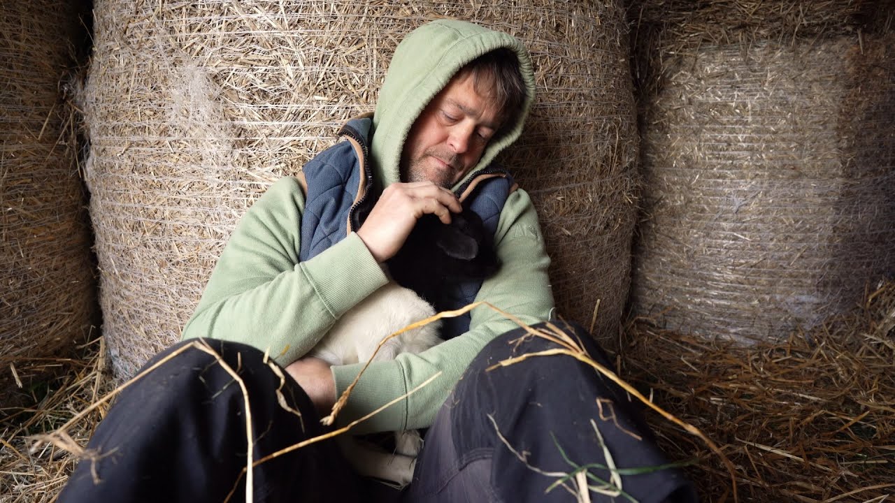 Biodegradowalna obora cześć 2 | Nowe życie na siedlisku | owieczki i baranki