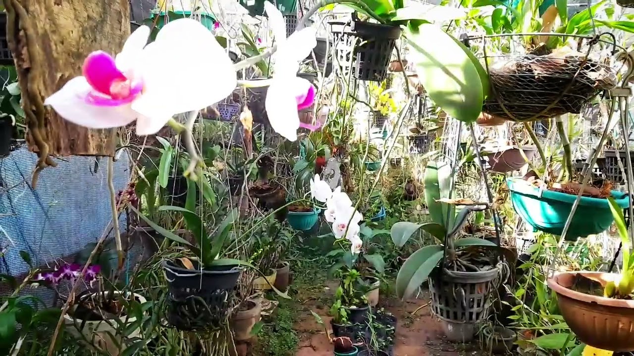 Pelanopsis varieties in my net house | orchid care | M&K