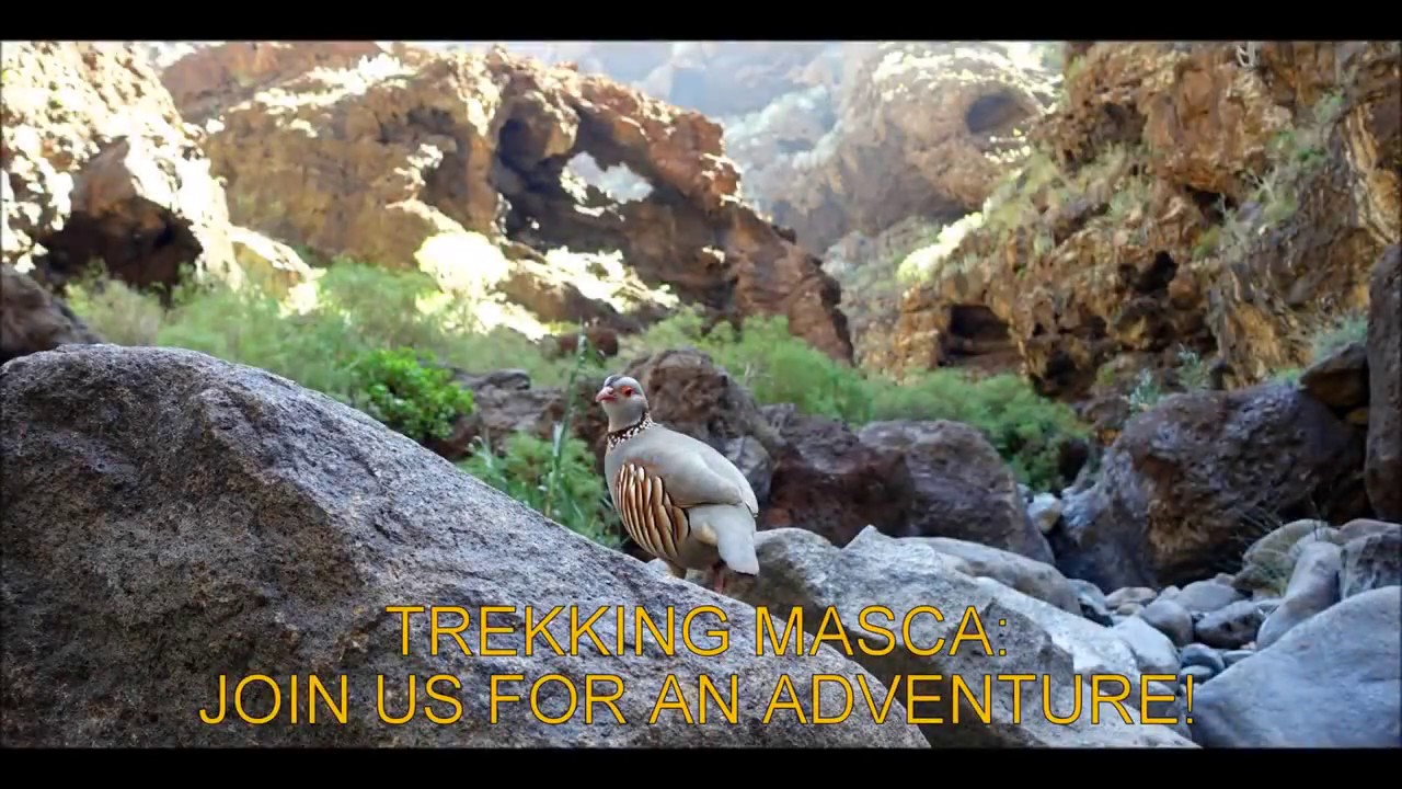 Don't Miss Out on Trekking Masca When You Visit Tenerife!