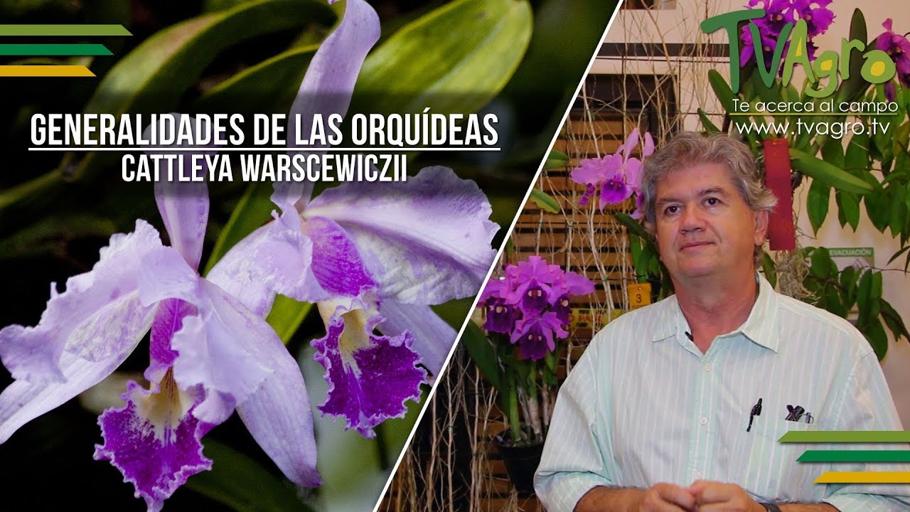 Generalidades de las Orquídeas: Cattleya Warscewiczii - TvAgro por Juan Gonzalo Angel